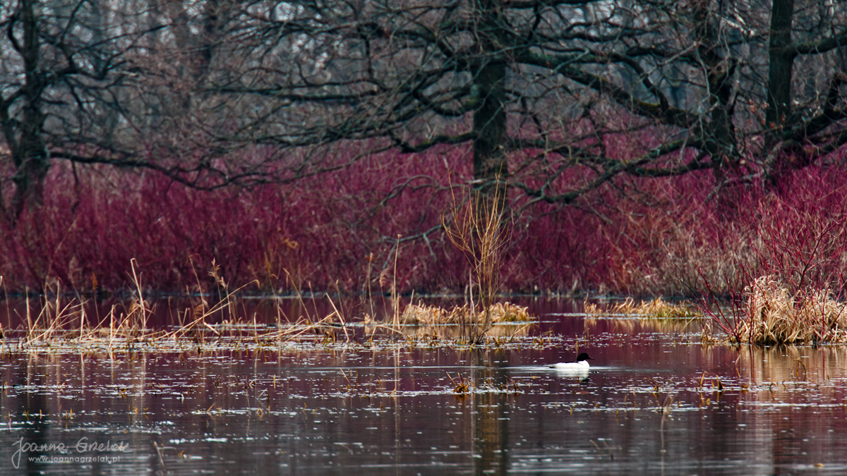 001_Biebrza - kwiecien 2011
